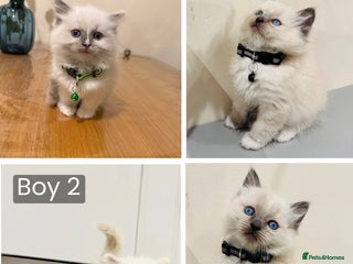 Ragdoll cats The last two boys Adorable Pure Ragdoll Kittens - Advert 12