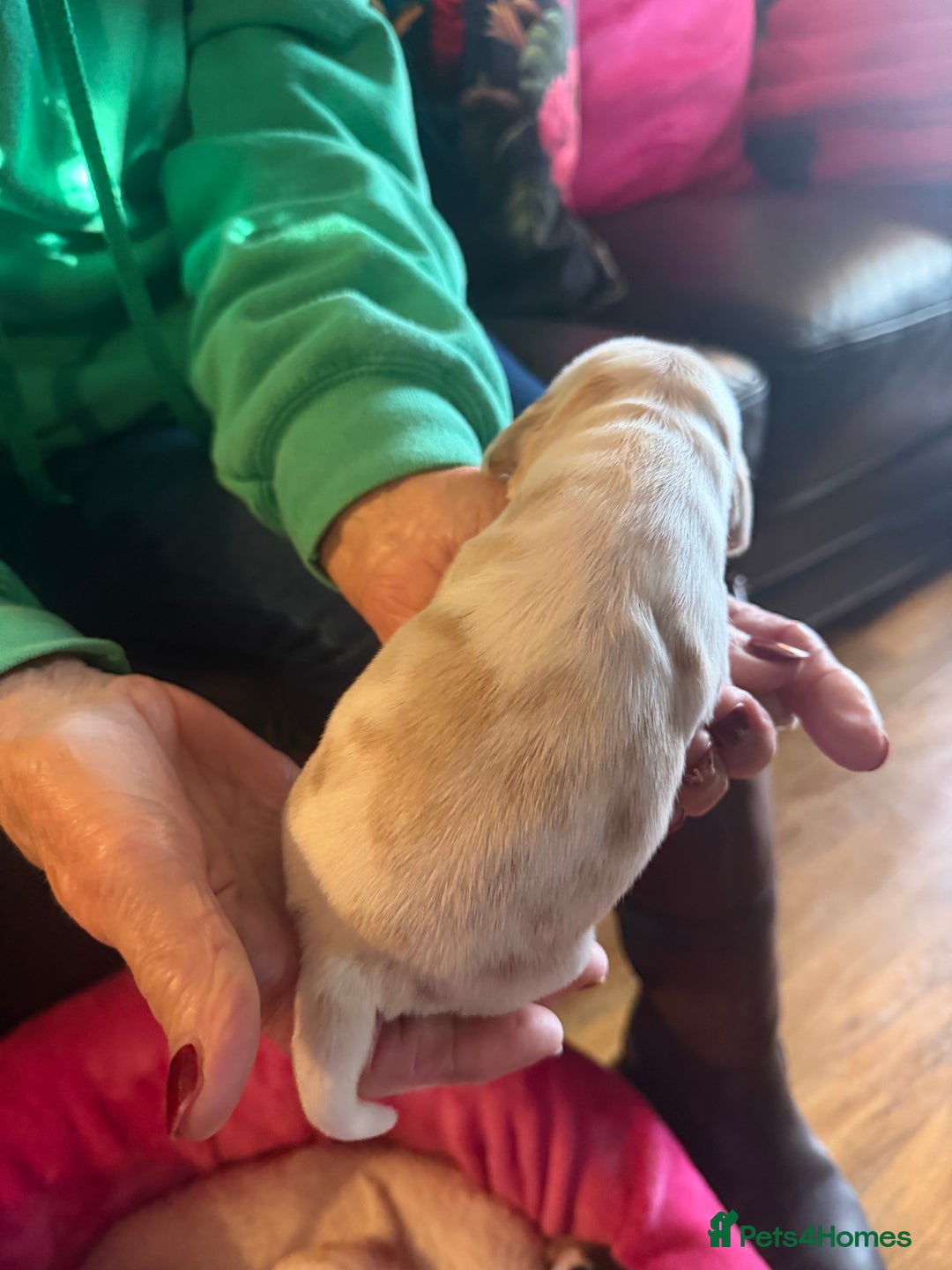 Cocker Spaniel dogs for sale: Show cocker spaniel pups - Advert 32