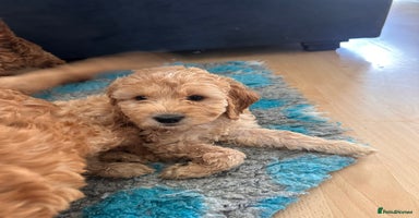 Irish Doodle dogs - Advert 7