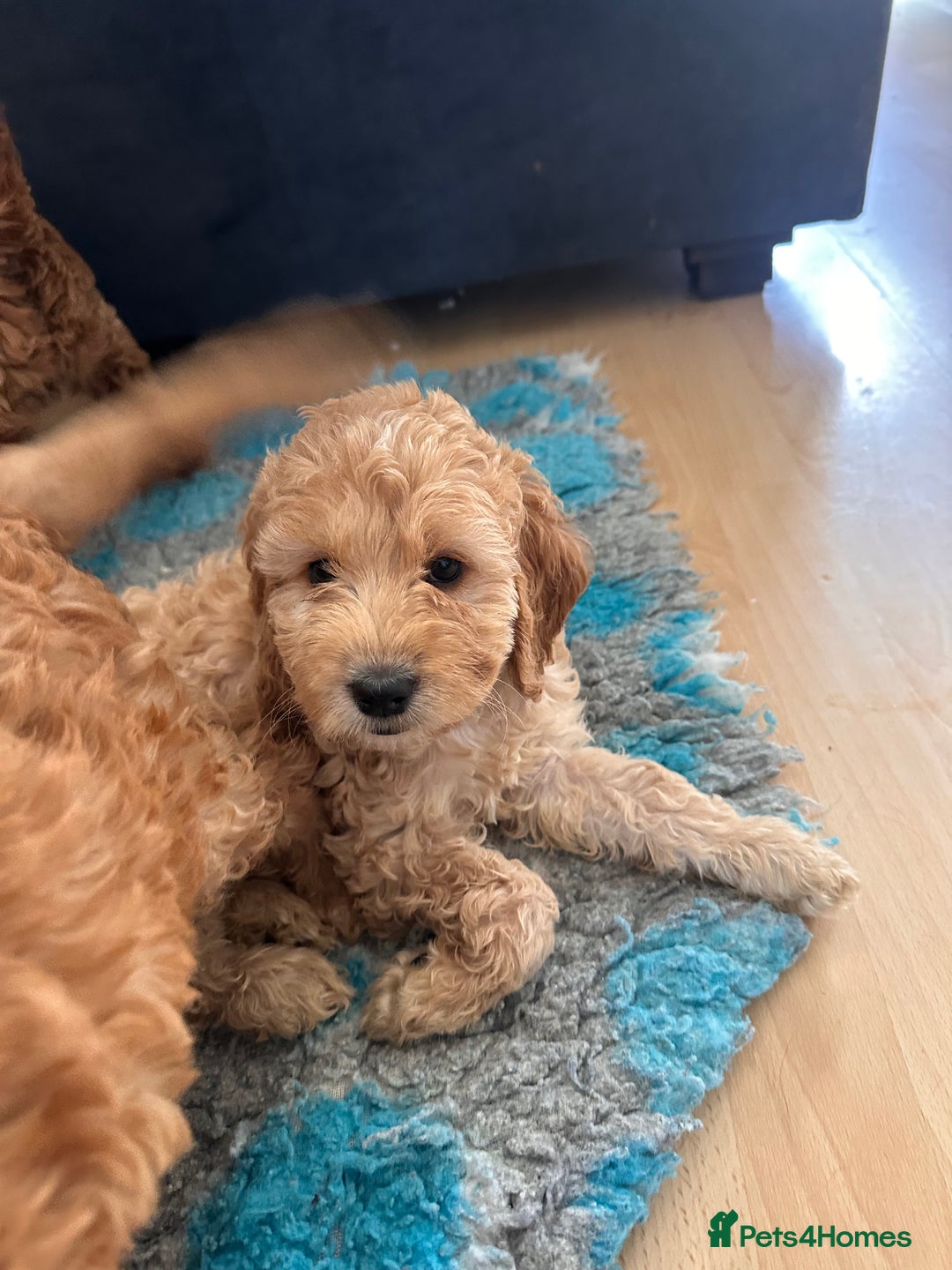 Irish Doodle dogs for sale: READY NOW! Miniature F1 Irish Doodles - Image 4