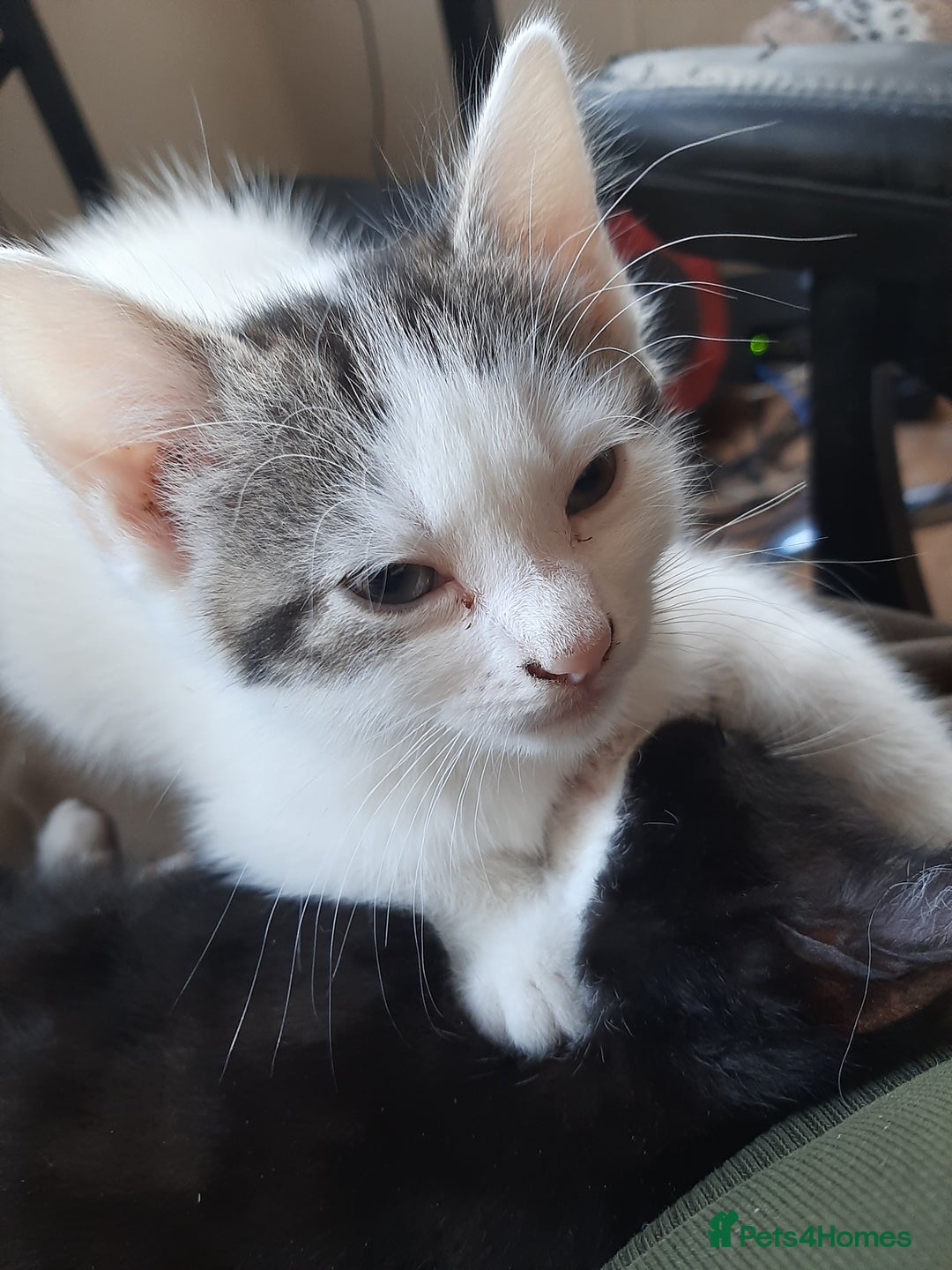 Mixed Breed cats for sale: Hooligans for sale - Advert 4