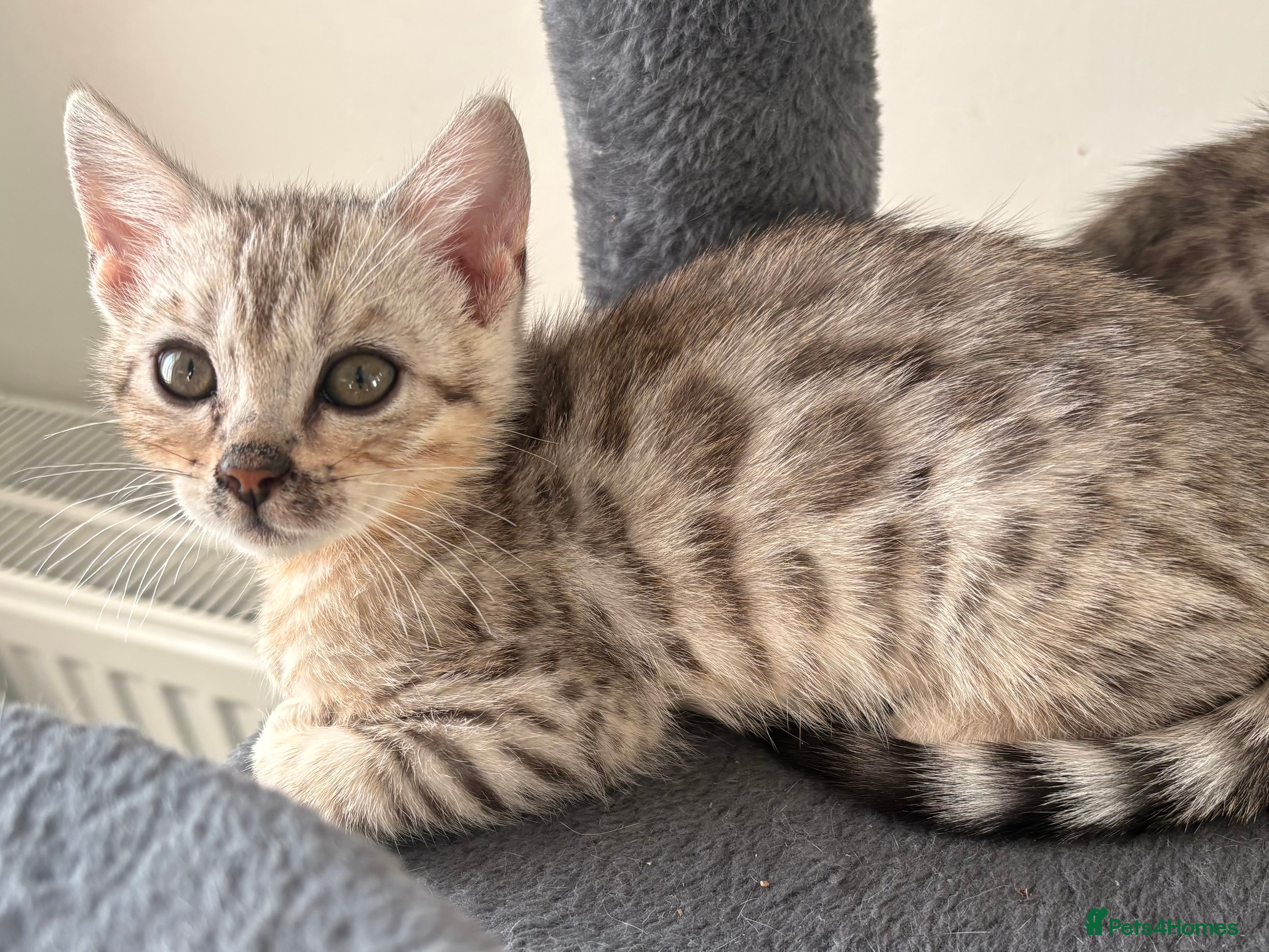 Bengal cats Stunning Tica reg Bengal kittens  - Advert 4