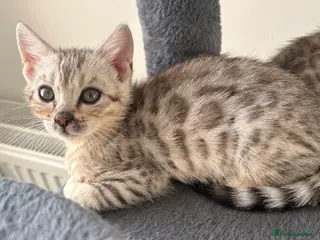 Bengal cats Stunning Tica reg Bengal kittens - Advert 4