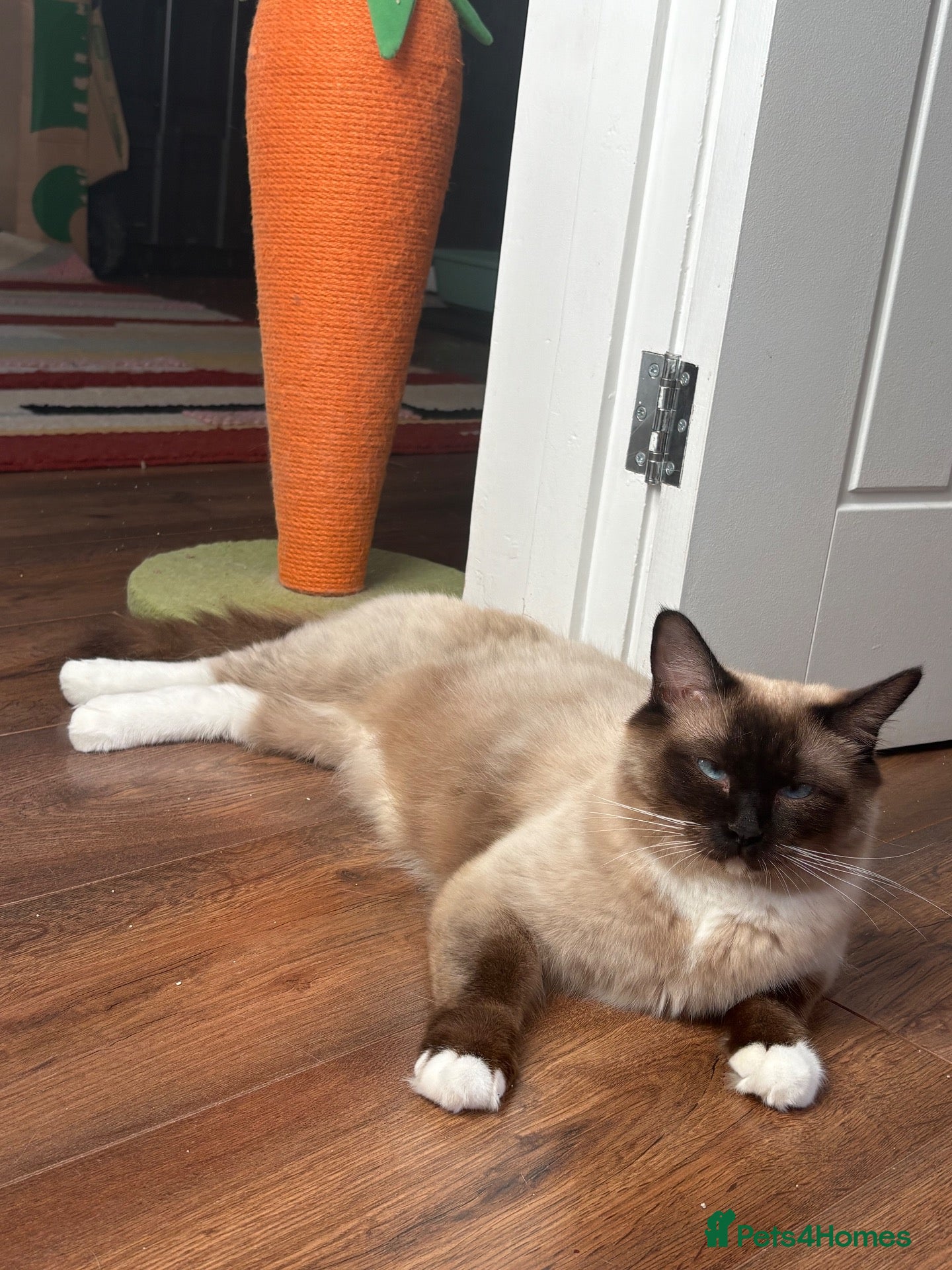 Ragdoll cats for sale: 😻ACTIVE 1yo QUEEN - GCCF for sale😻 - Advert 1