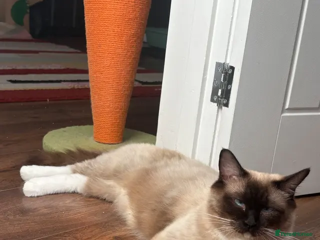 Ragdoll cats for sale: 😻ACTIVE 1yo QUEEN - GCCF for sale😻 - Advert 1
