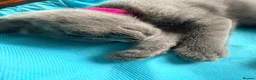Mixed Breed cats for sale: Pretty grey kitten  - Advert 7