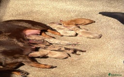 Miniature Dachshund dogs for sale: READY TO LEAVE Rainbow KC Reg Miniature Dachshunds - Image 17
