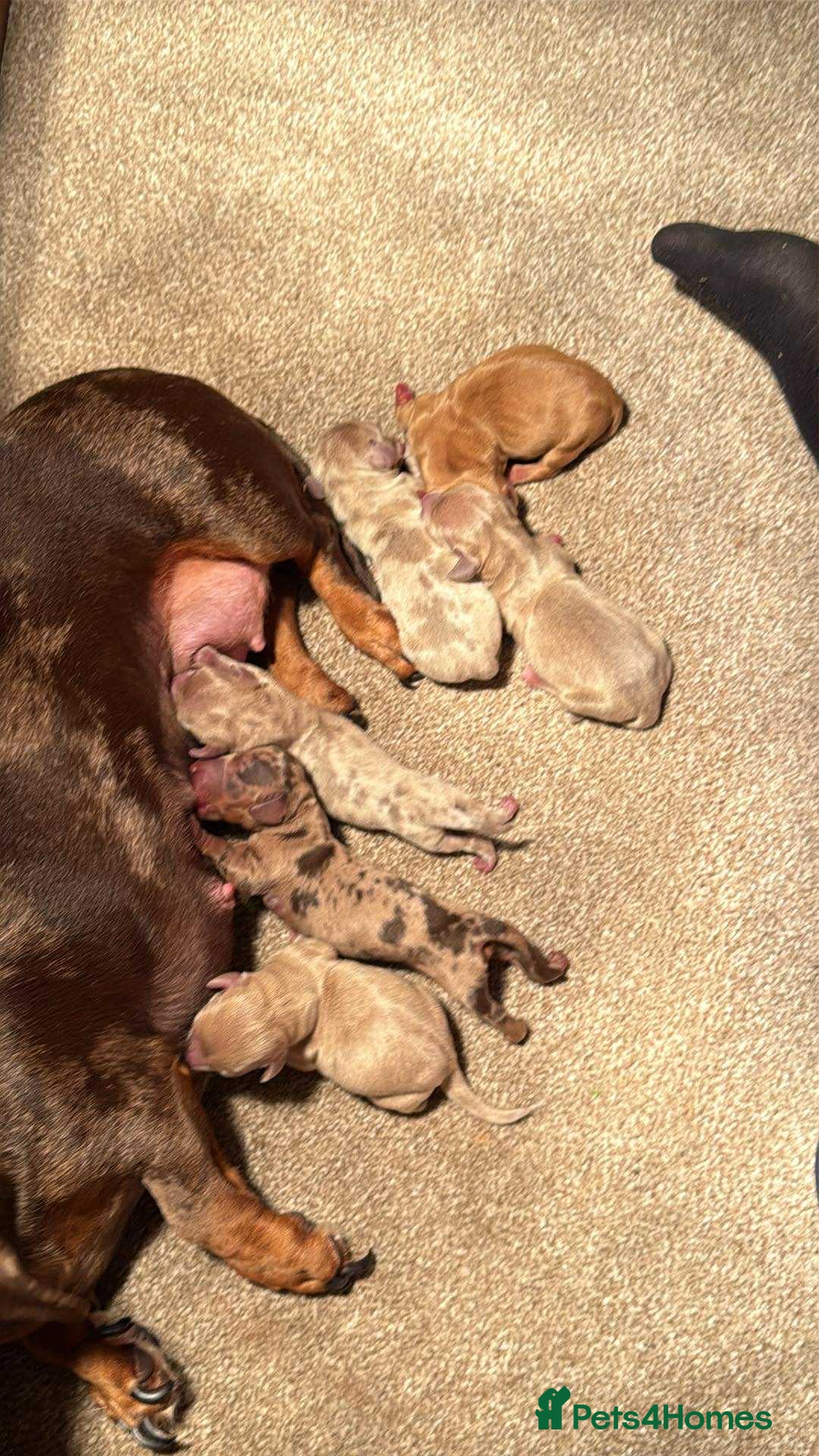 Miniature Dachshund dogs for sale: READY TO LEAVE Rainbow KC Reg Miniature Dachshunds - Image 17