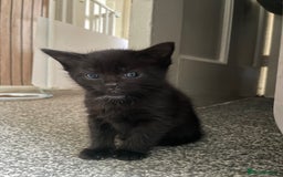 British Longhair cats for sale: Honey’s Kittens!  - Image 19
