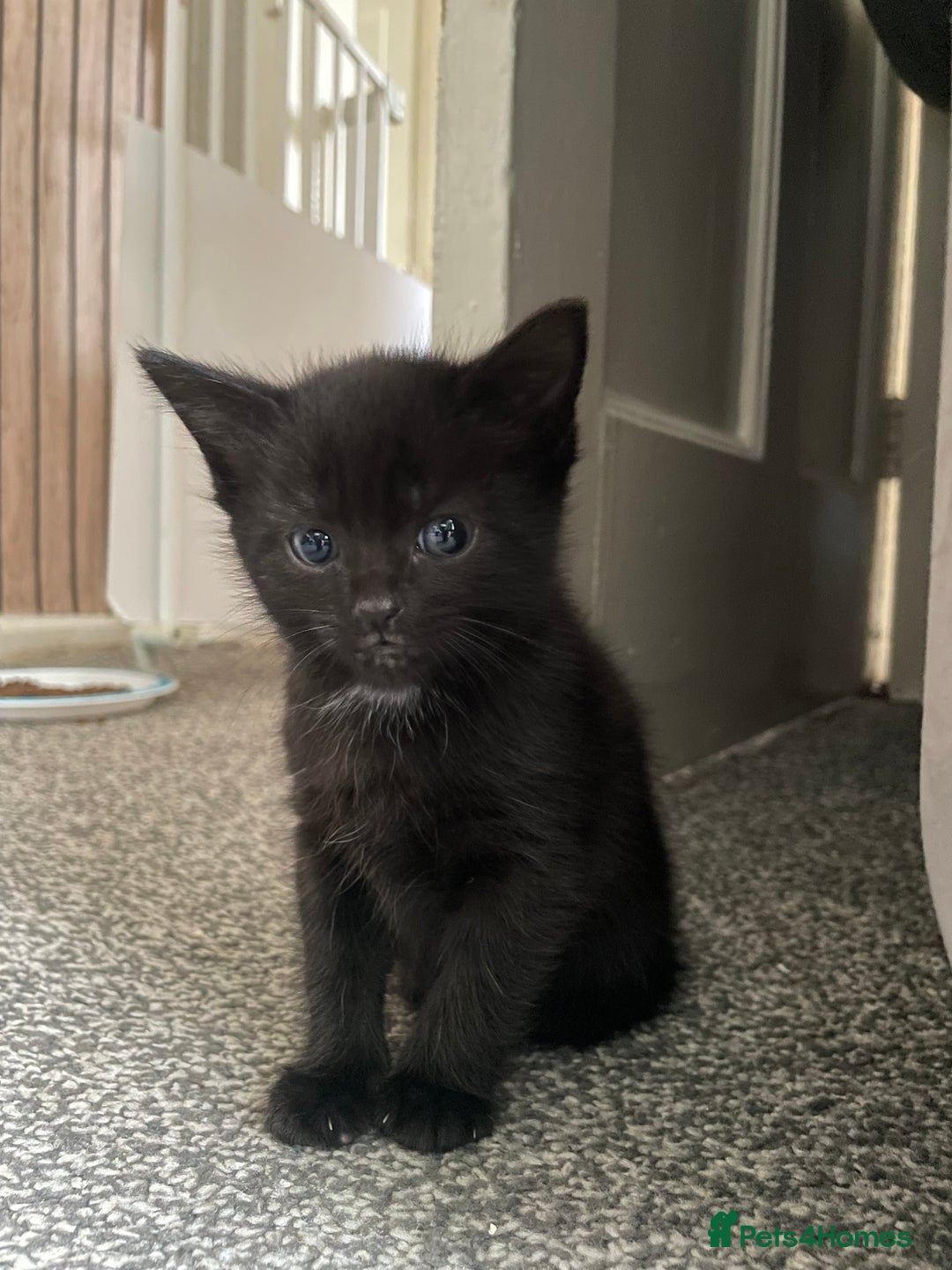 British Longhair cats for sale: Honey’s Kittens!  - Image 19