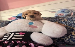 Mixed Breed dogs for sale: Cocker Spaniel Puppies – 4 Weeks Old - reserve now - Advert 32