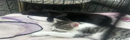 Mixed Breed cats for sale: 2 Beautuful Female Kittens For Sale  - Advert 4