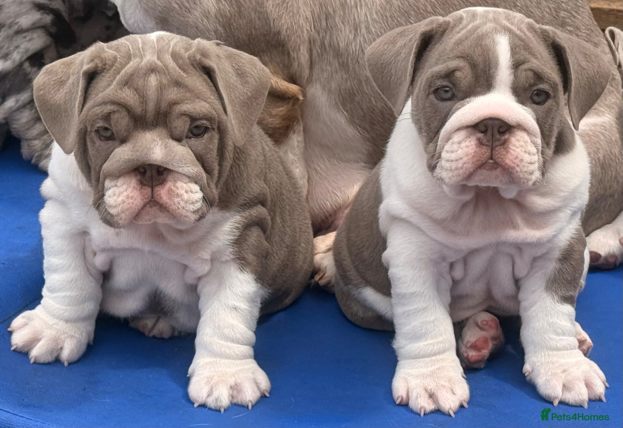 English Bulldog dogs Stunning English Bulldog Pups for Sale  - Advert 1