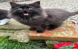 Turkish Van cats for sale: Beautiful kittens ready for loving new homes - Image 14