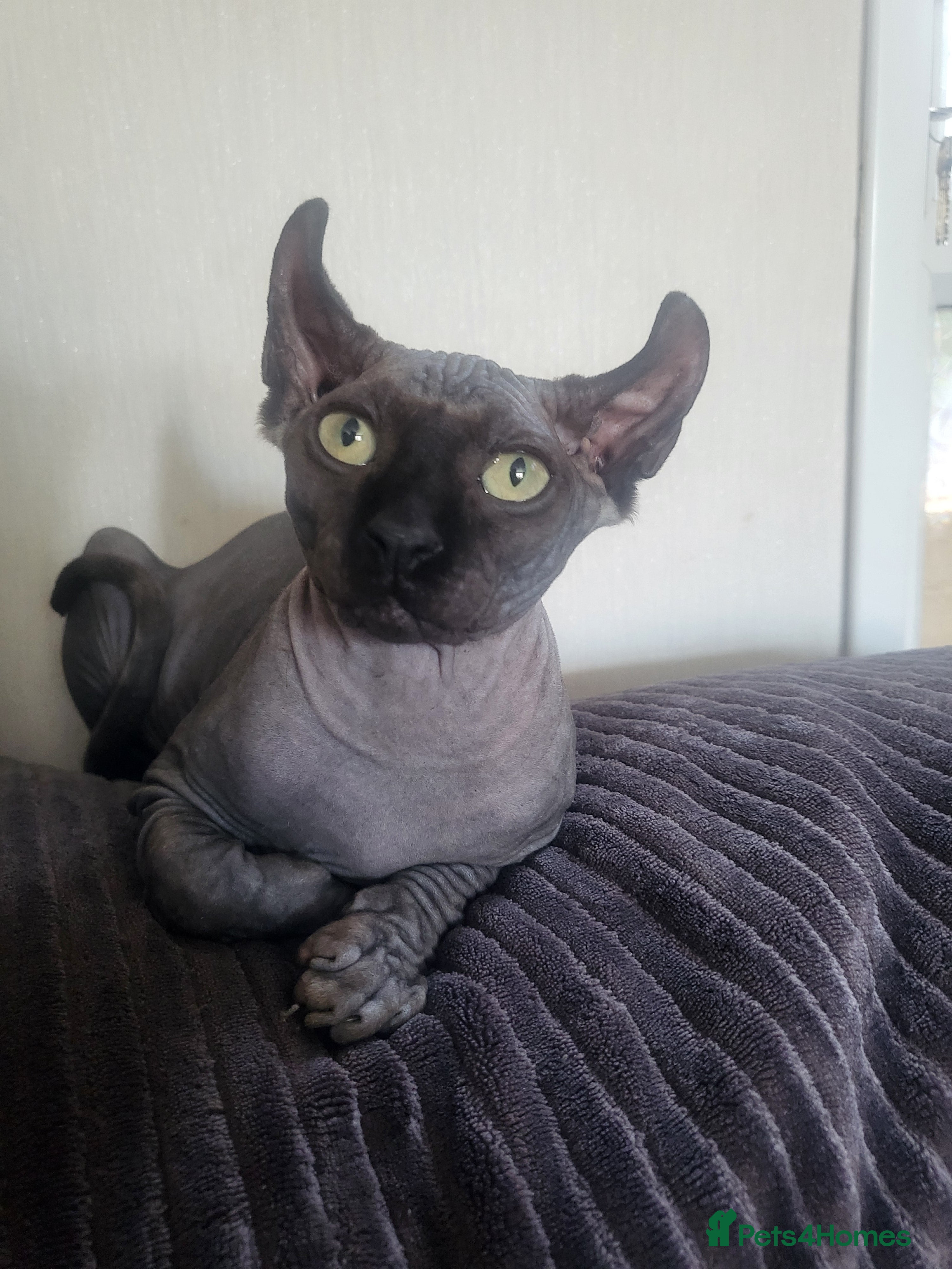 Sphynx cats Sphynx - Advert 7