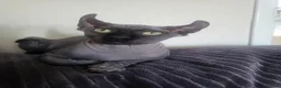 Sphynx cats for sale: Sphynx - Advert 2