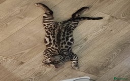 Bengal cats for sale: Sensational Silver Bengal boy requires new family  - Image 36