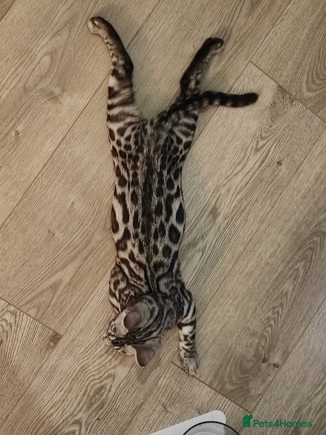 Bengal cats for sale: Sensational Silver Bengal boy requires new family  - Image 36