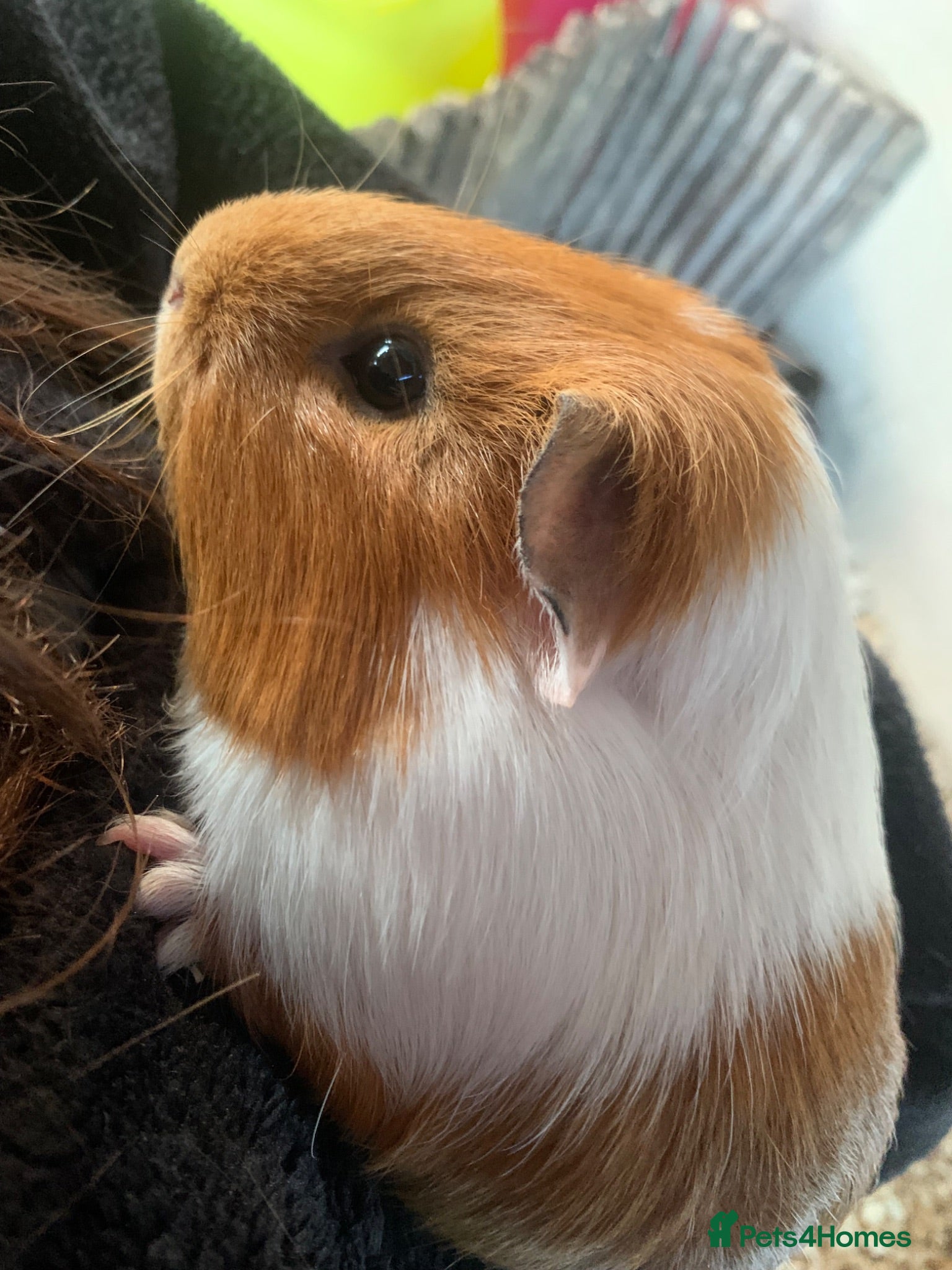 Guinea Pig rodents Boars only  - Advert 1