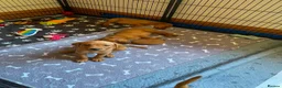 Labrador Retriever dogs for sale: KC REG FOX RED LABRADOR PUPPIES - Advert 8