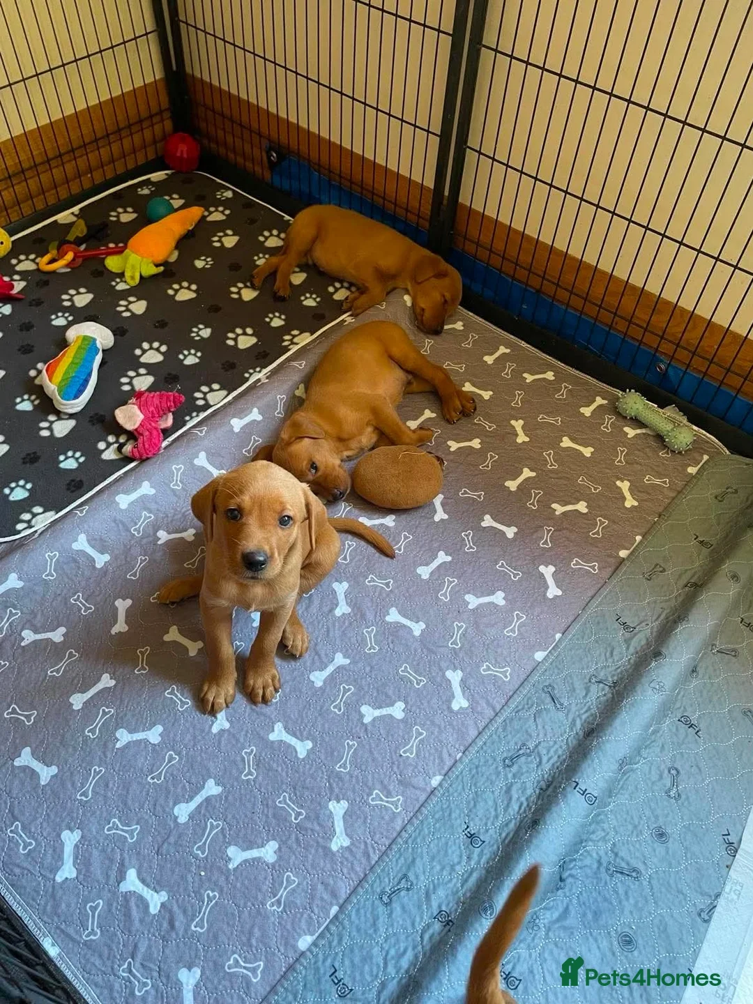 Labrador Retriever dogs for sale: KC REG FOX RED LABRADOR PUPPIES - Advert 8