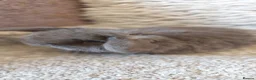 Mini Lop rabbits for sale: Minilop babys ready to reserve  - Advert 2