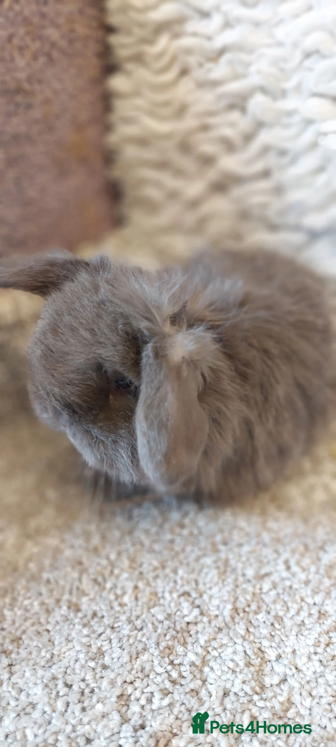 Mini Lop rabbits for sale: Minilop babys ready to reserve  - Advert 2