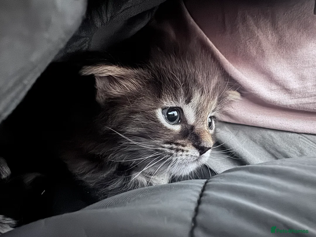 Maine Coon cats for sale: Mainecoon little lady ready for new home - Advert 19