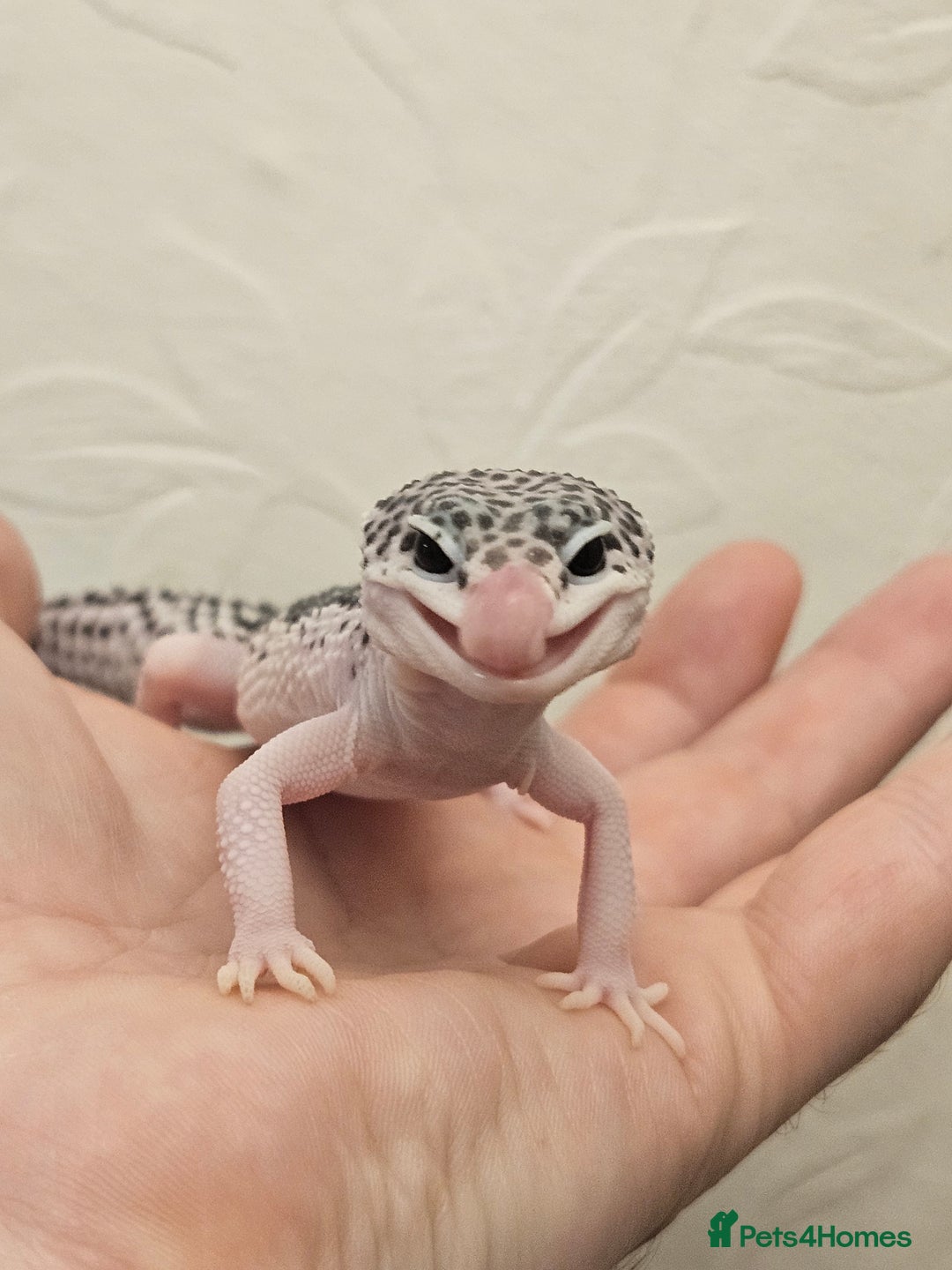 Leopard Gecko reptiles for sale: Leopard geckos babies various morphs  - Image 9