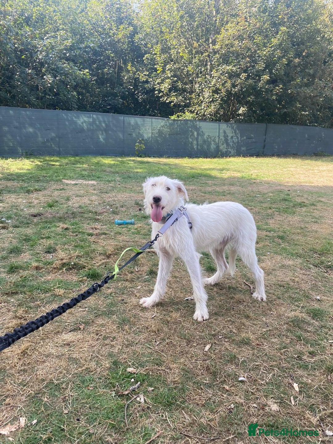 Mixed Breed dogs for adoption: BENJI - a handsome & gentle Boy  for a Loving Home - Image 31