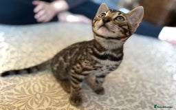 Bengal cats for sale: Pedigree TICA Bengal Brown Rosetted Male Kitten - Image 9