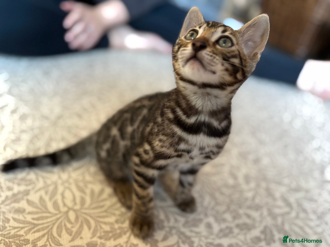 Bengal cats for sale: Pedigree TICA Bengal Brown Rosetted Male Kitten - Image 9