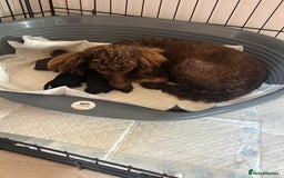 Miniature Poodle dogs for sale: Miniature poodle - Image 4