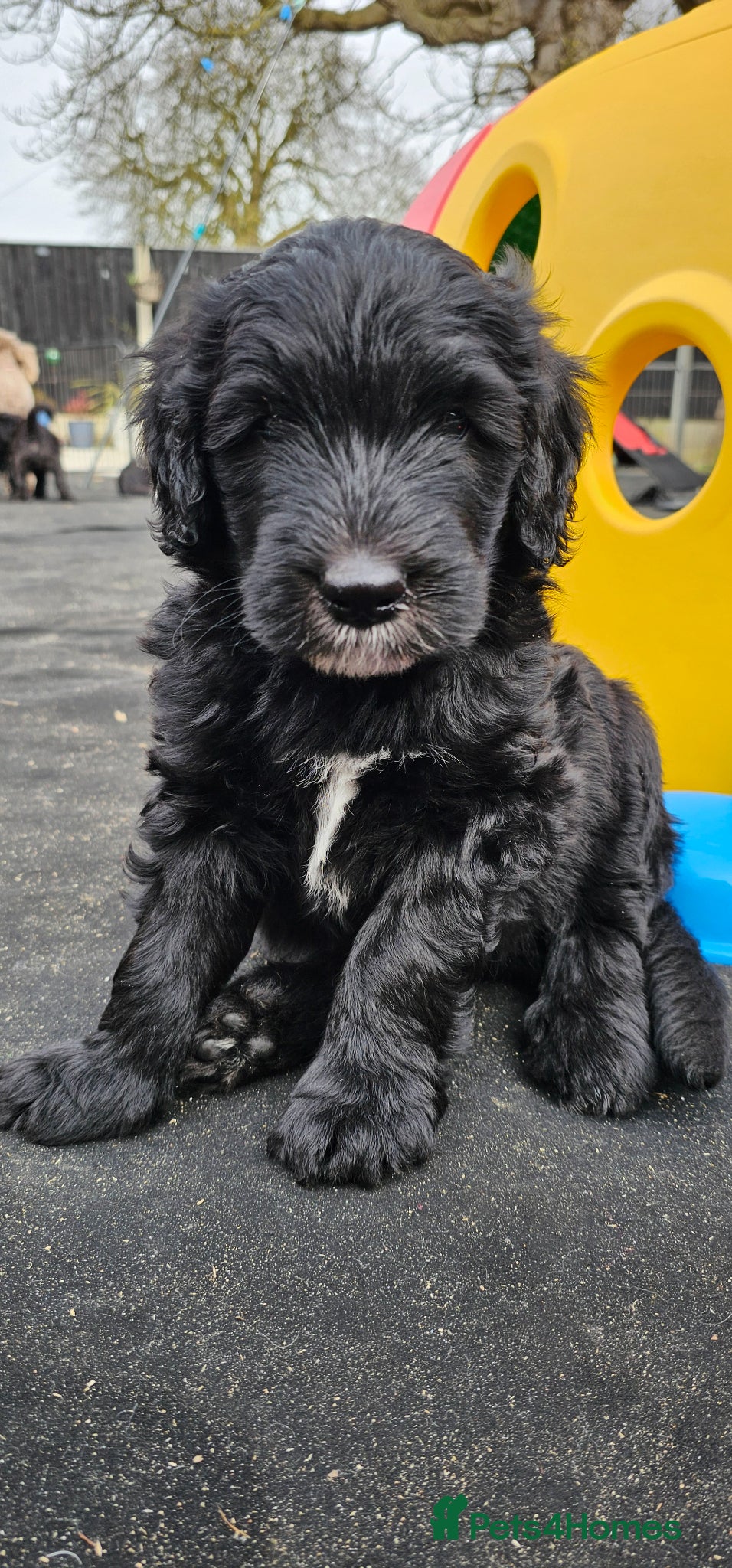 Sheepadoodle dogs F1 Sheepadoodles Ready  8th April - Advert 1