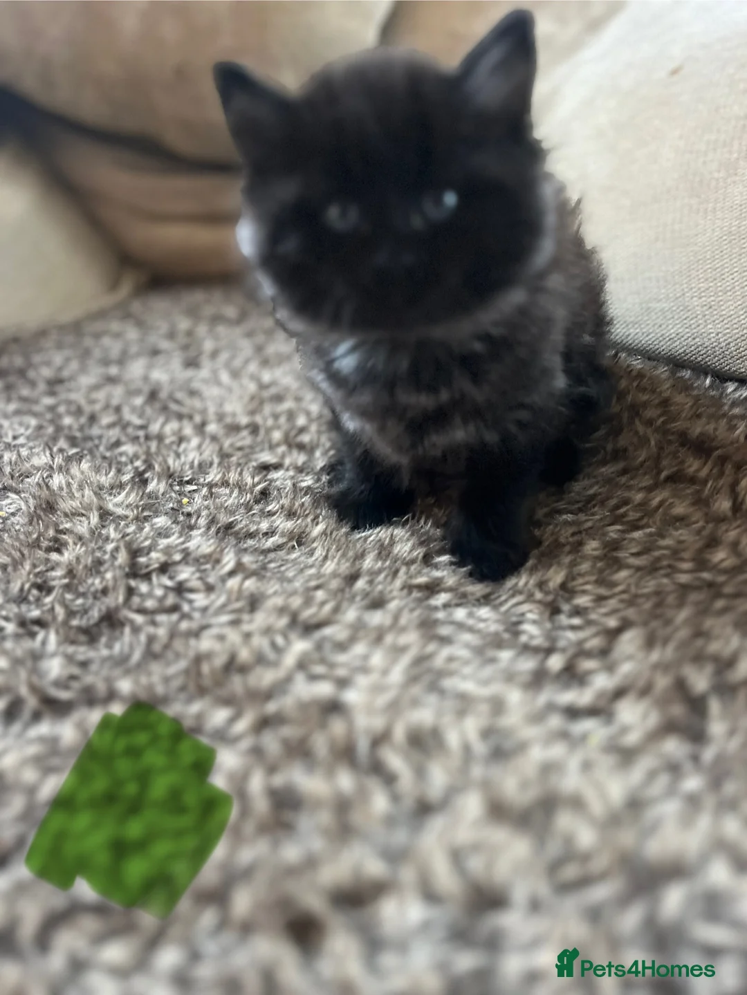 Mixed Breed cats for sale: Black kittens  - Advert 11