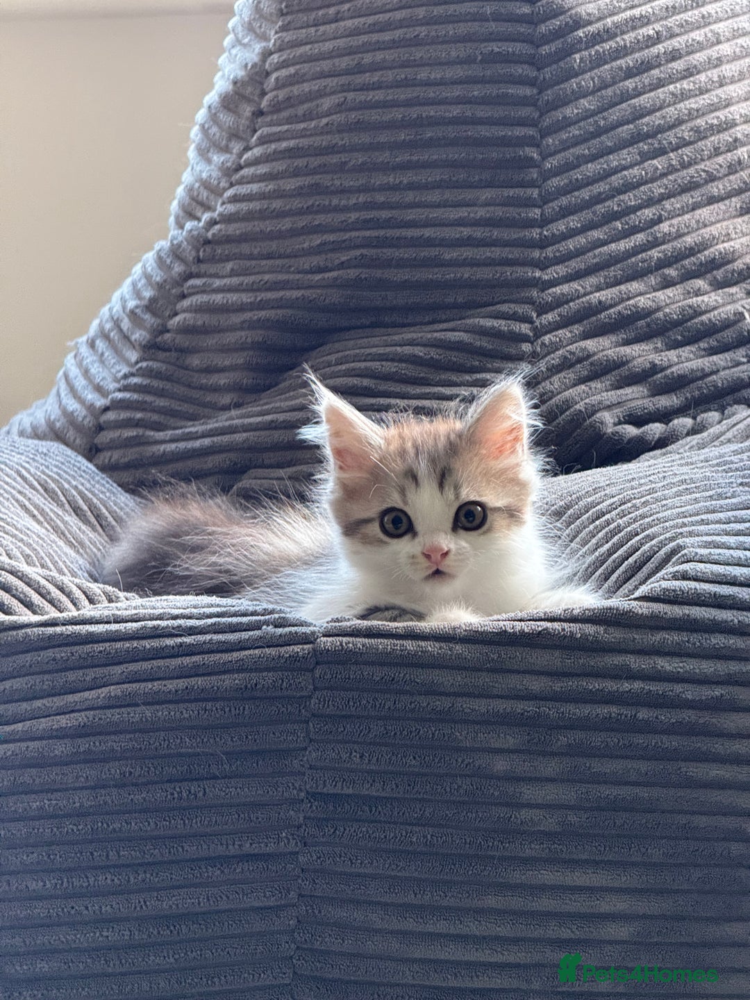Munchkin cats for sale: ⭐️⭐️-3x TICA Munchkins - Super Short Legs-⭐️⭐️  - Image 14