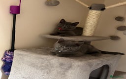 British Shorthair cats for sale: British shorthair  - Image 7