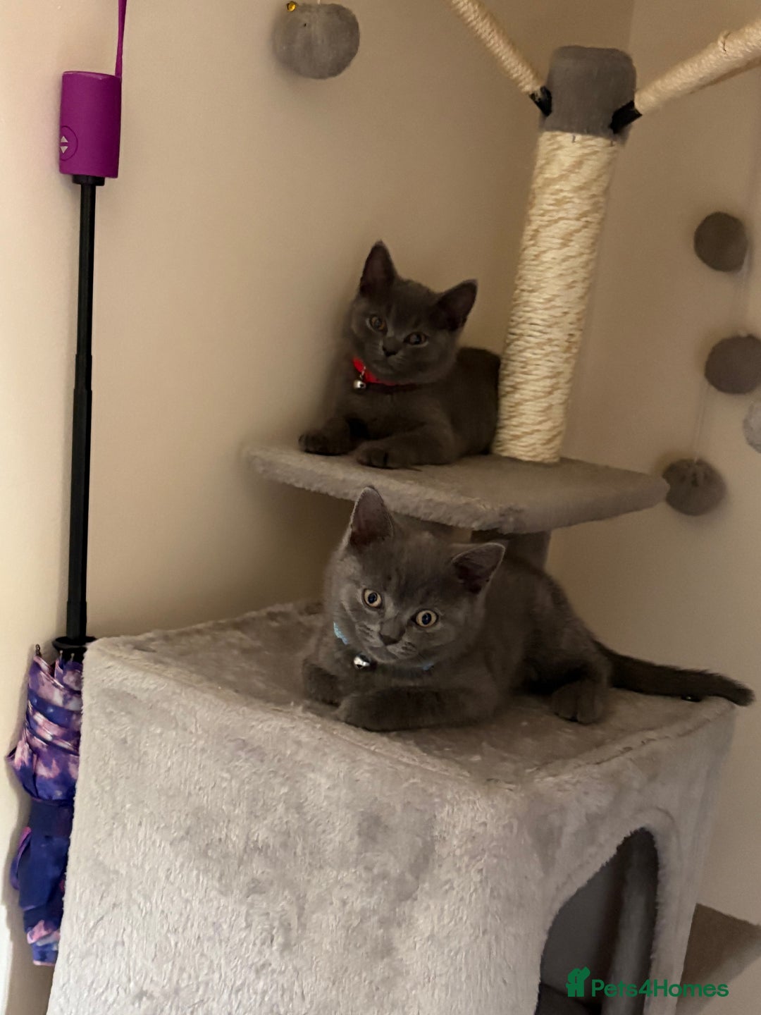 British Shorthair cats for sale: British shorthair  - Image 7
