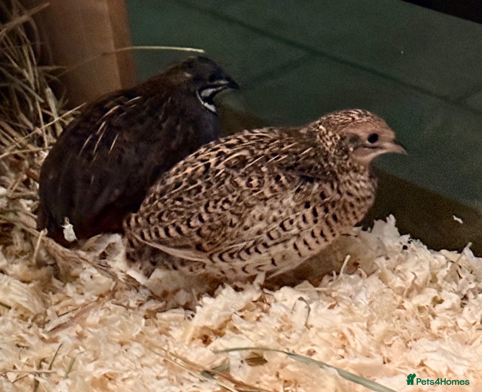 Quail poultry pairs of Chinese painted quail  - Advert 1