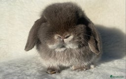 Mini Lop rabbits for sale: 3 pretty does needing new homes - Advert 13