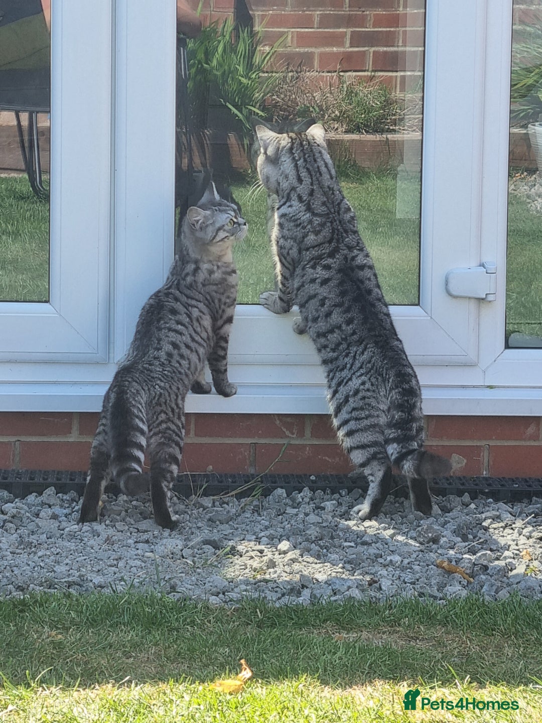 British Shorthair cats for sale: SILVER & GOLDEN SPOTTED BRITISH SHORTHAIR KITTENS  - Image 19