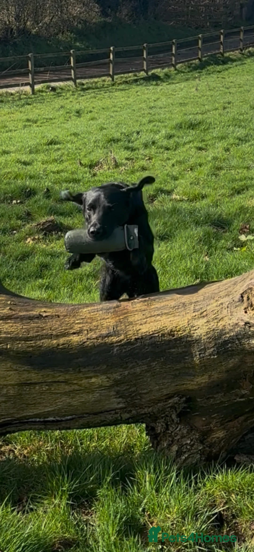 Labrador Retriever dogs for stud: Ftw black labrador stud dog  - Advert 2