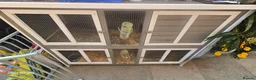 Guinea Pig rodents for sale: 2 Guinea pigs and hach  in Bordon - Advert 6