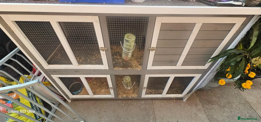 Guinea Pig rodents for sale: 2 Guinea pigs and hach  in Bordon - Advert 6