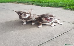Chihuahua dogs for sale: 3 years old girl - Image 2