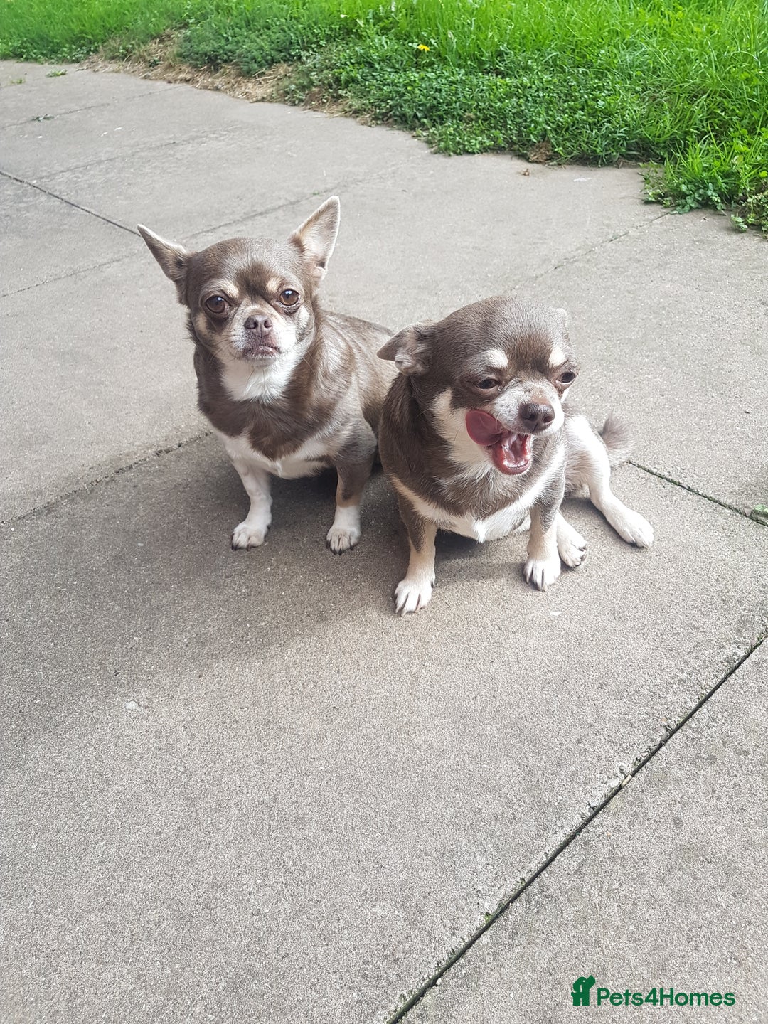 Chihuahua dogs for sale: 3 years old girl - Image 2