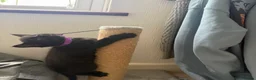 Mixed Breed cats for sale: jonipeterson@gmail.com - Advert 6