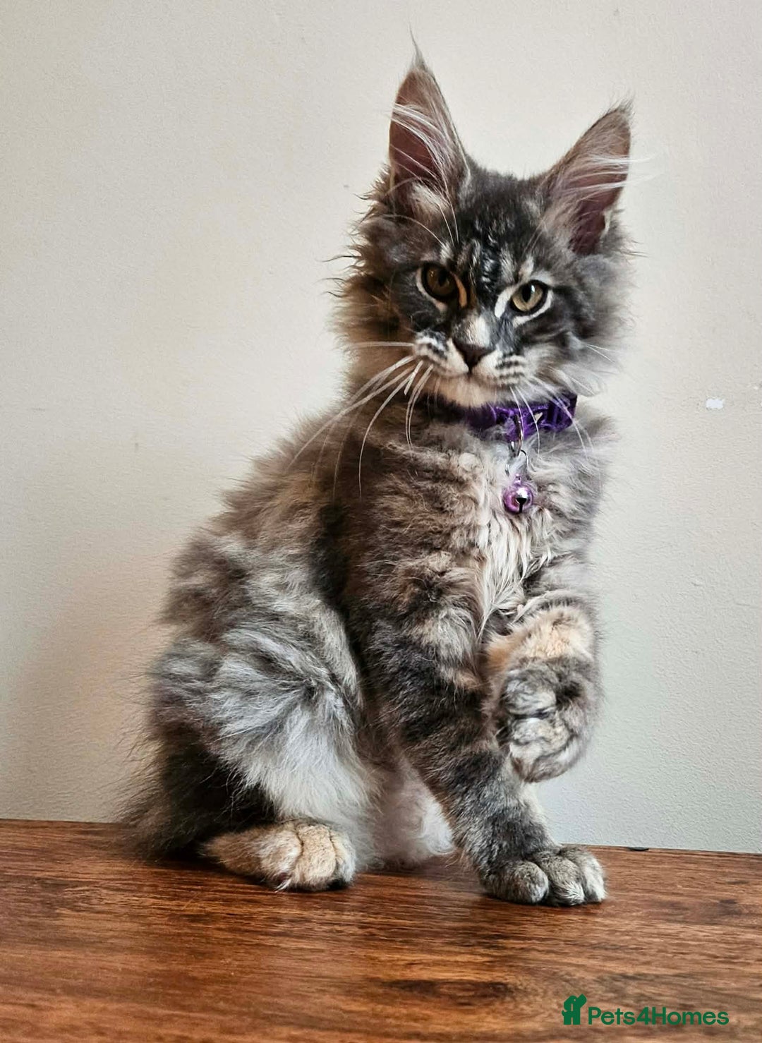 Maine Coon cats for sale: XXL Champion Line Maine Coons – Rare, Very Fluffy! - Advert 7