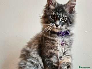 Maine Coon cats XXL Champion Line Maine Coons – Rare, Very Fluffy! - Advert 5