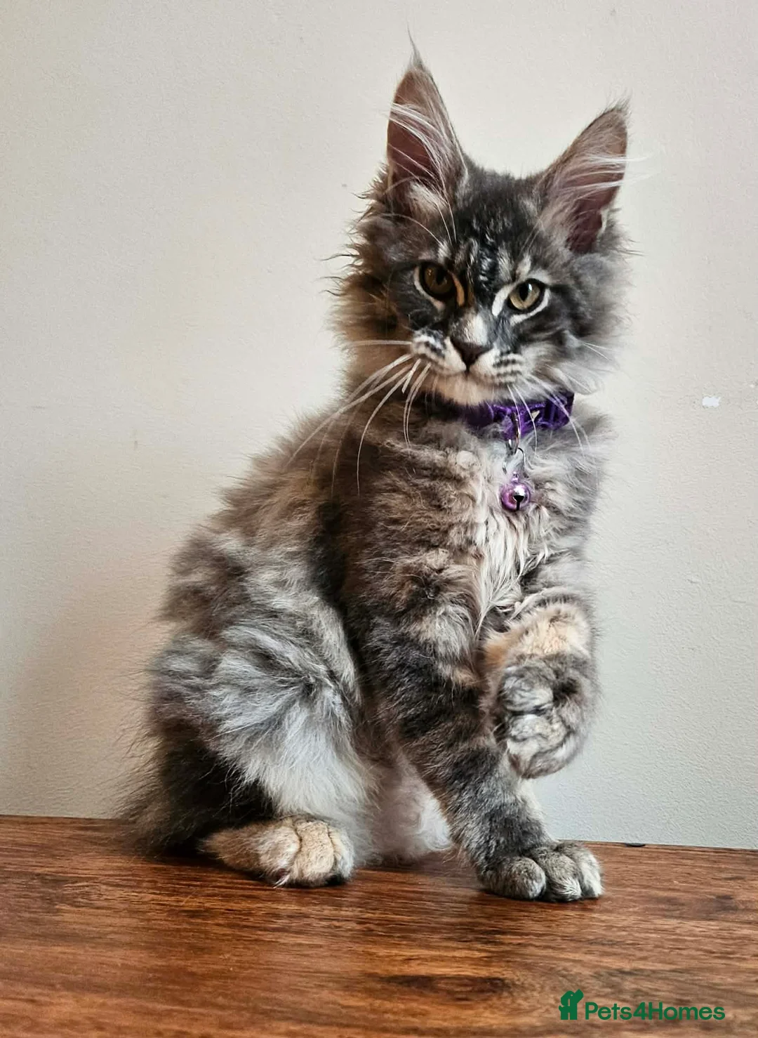 Maine Coon cats for sale: XXL Champion Line Maine Coons – Rare, Very Fluffy! - Advert 8